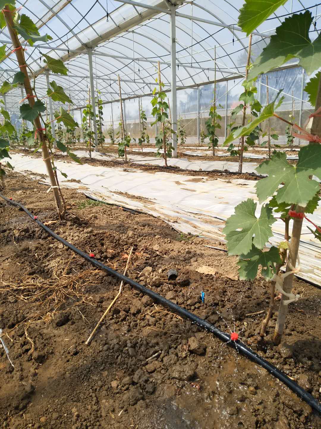 91视频污污APP下载案例