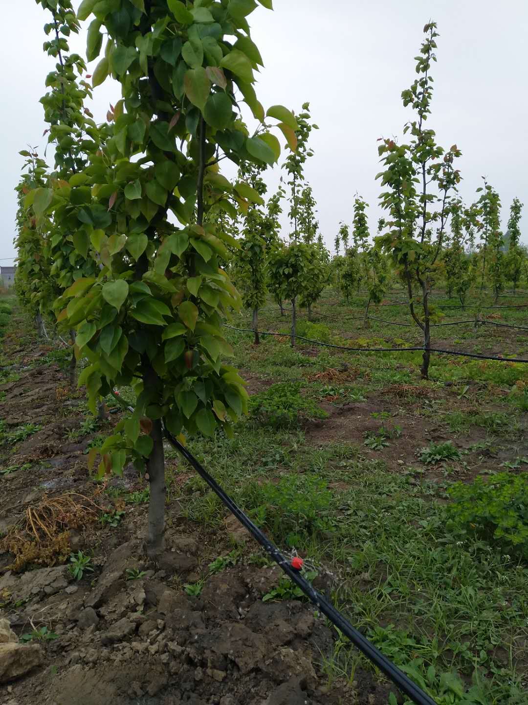 91视频污污APP下载案例